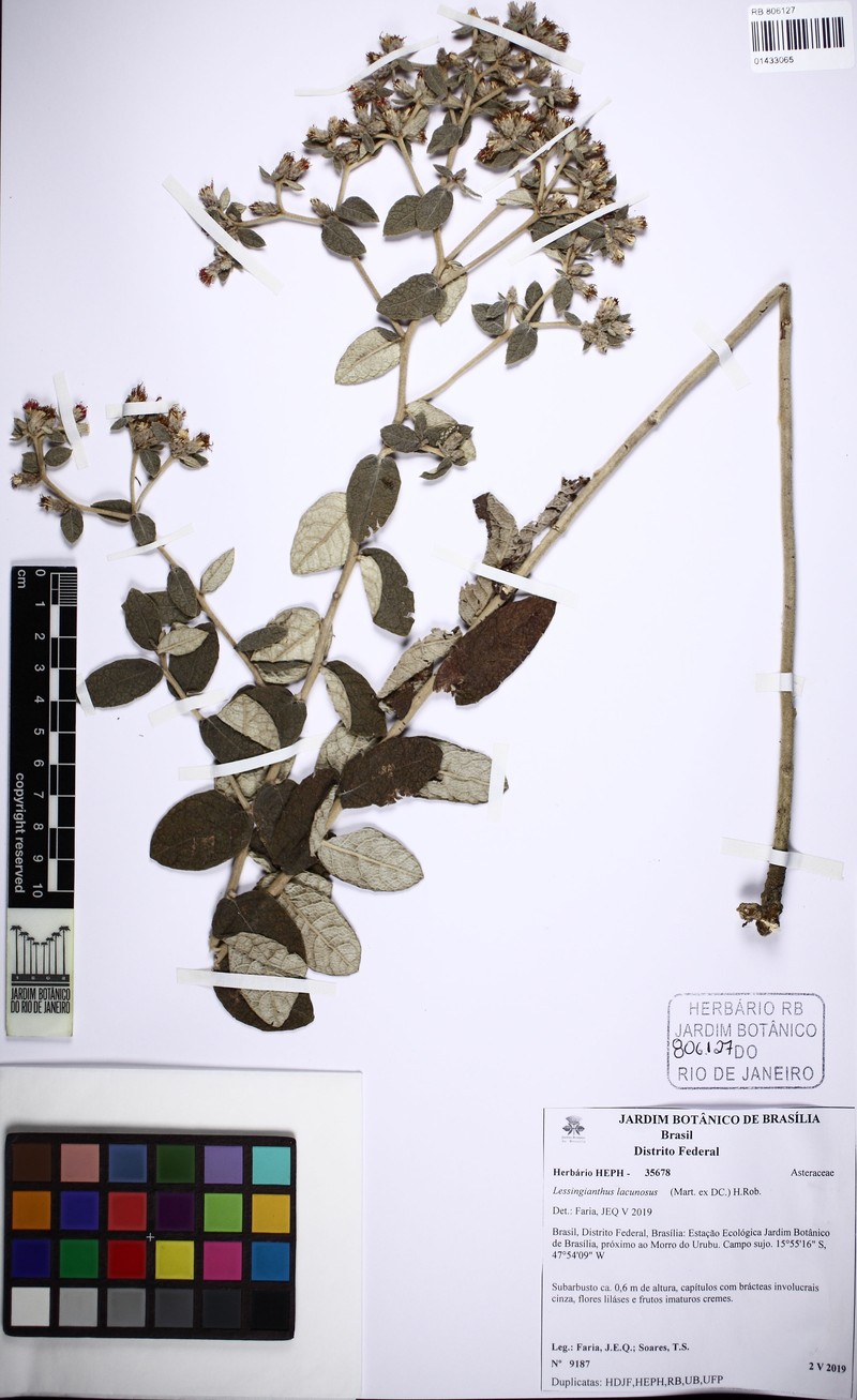 Lessingianthus lacunosus photo 5