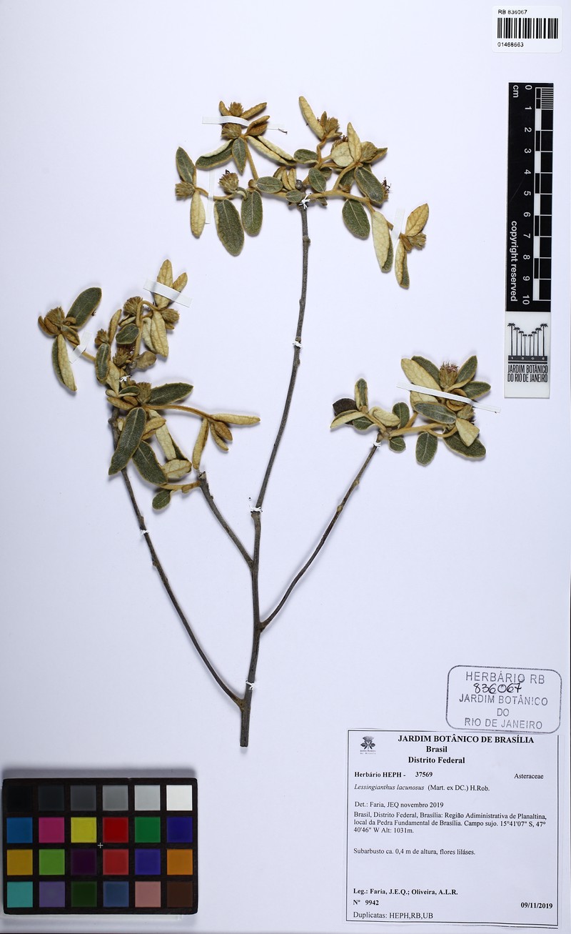 Lessingianthus lacunosus photo 6