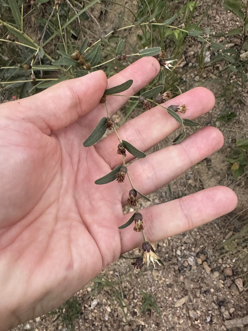 Lessingianthus laevigatus