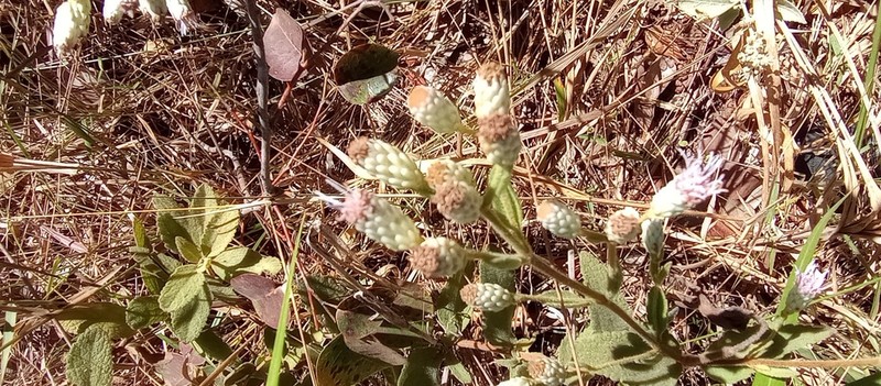 Lessingianthus laevigatus photo 2