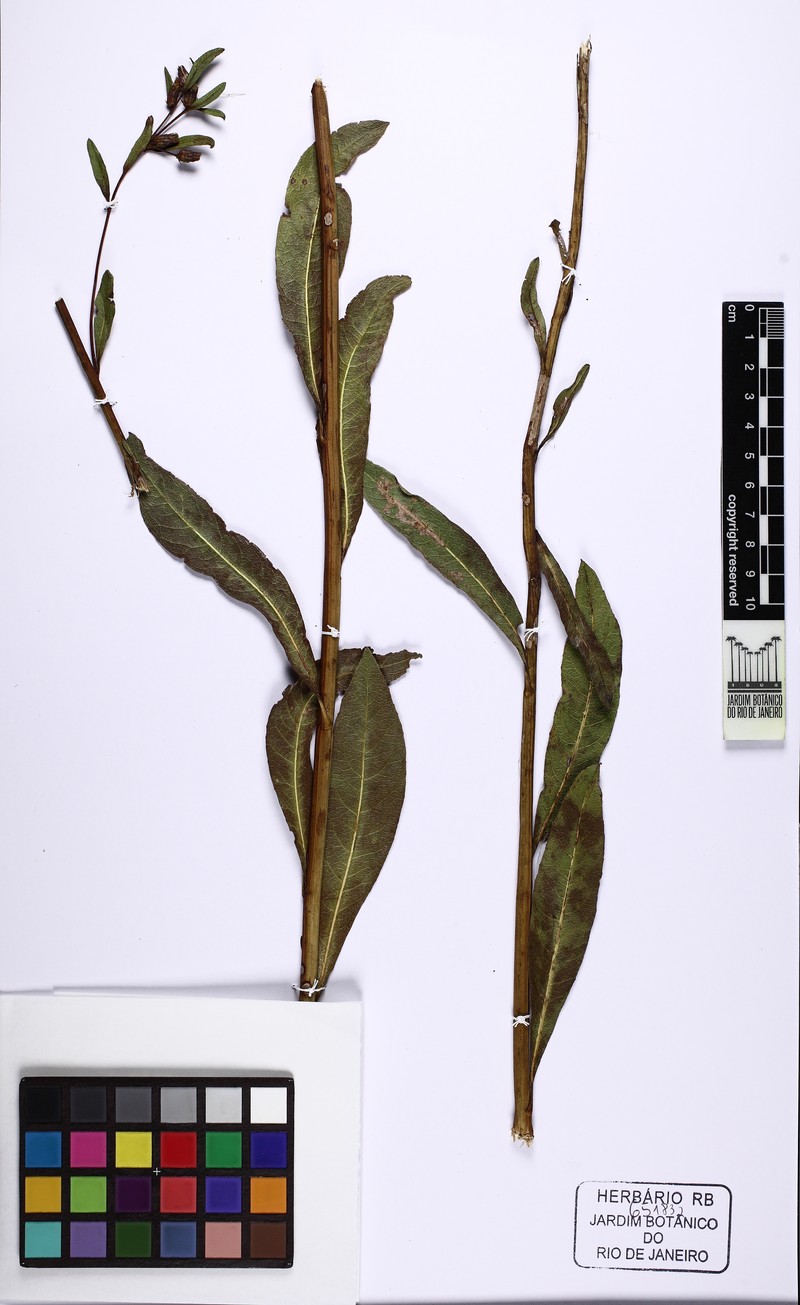 Lessingianthus laevigatus photo 3