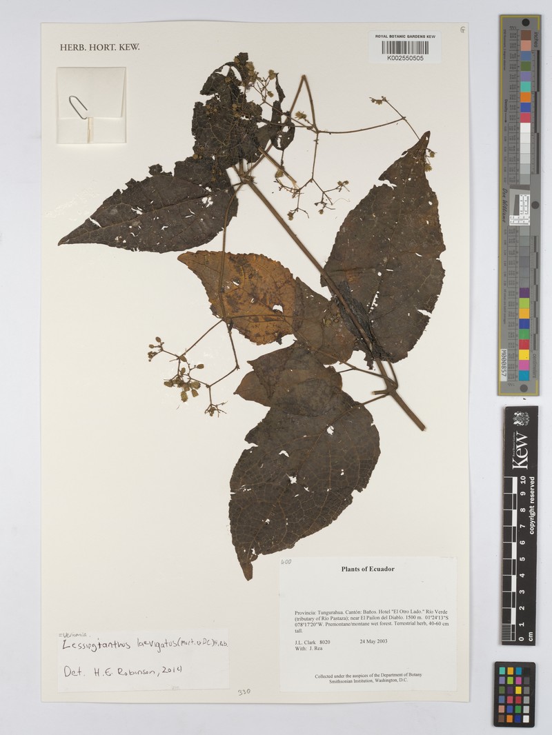 Lessingianthus laevigatus photo 4