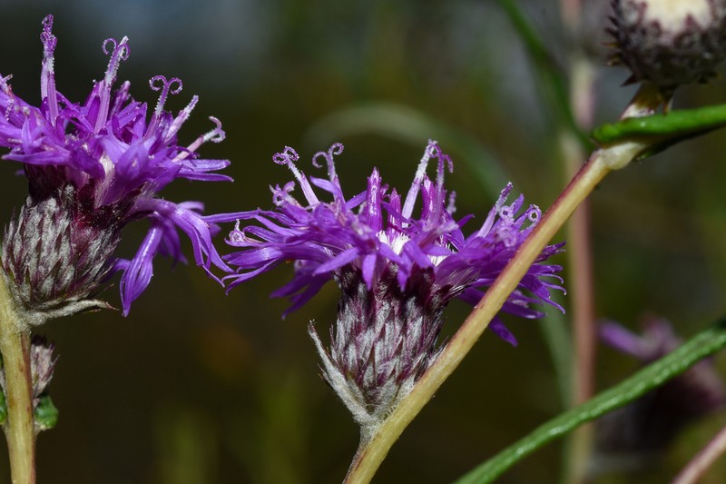 Lessingianthus laniferus