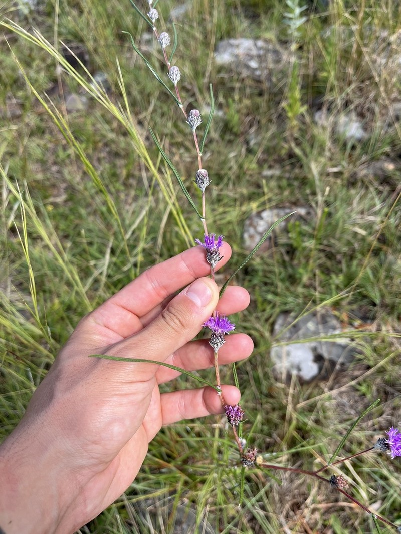 Lessingianthus laniferus photo 2
