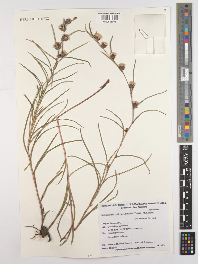 Lessingianthus laniferus photo 3