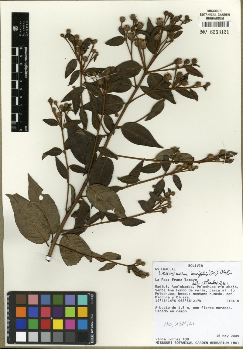 Lessingianthus laurifolius