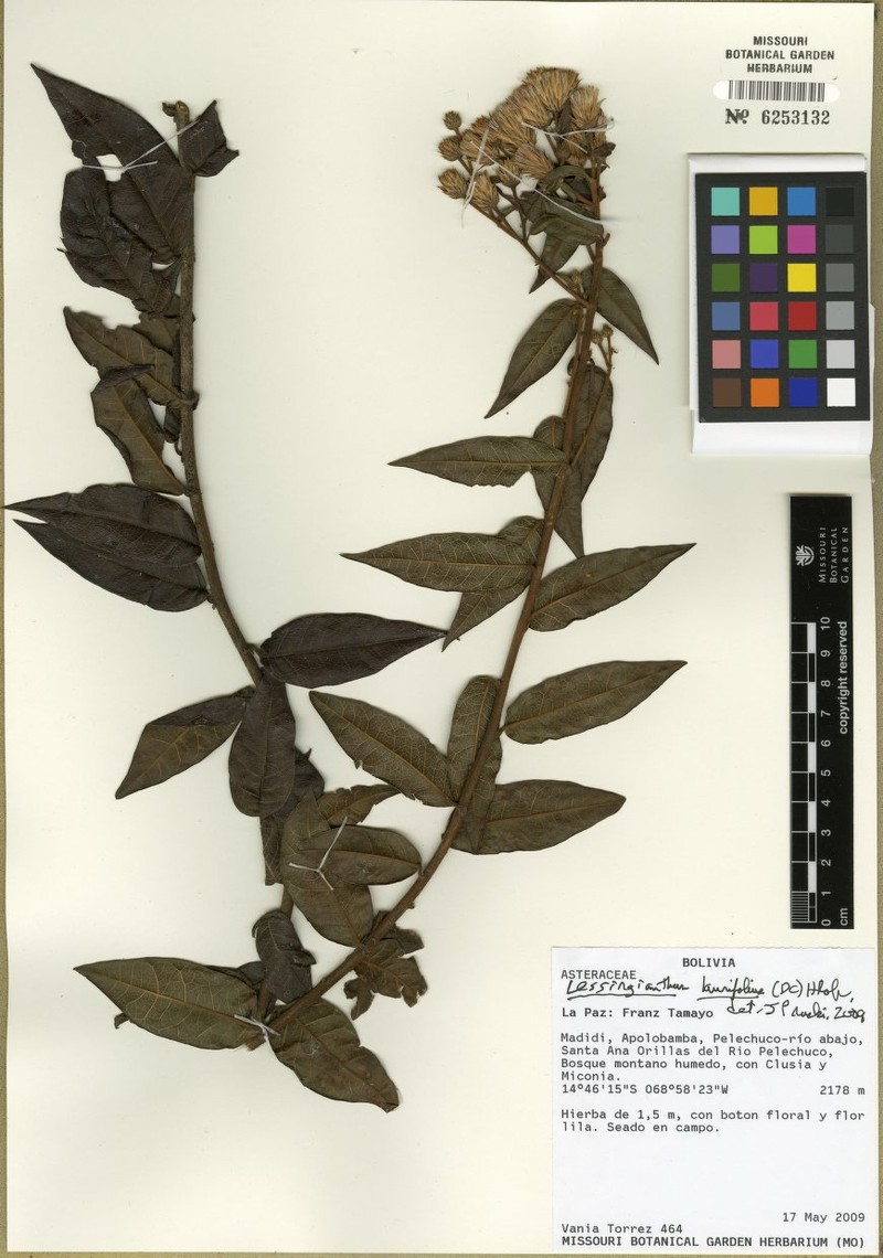 Lessingianthus laurifolius photo 2
