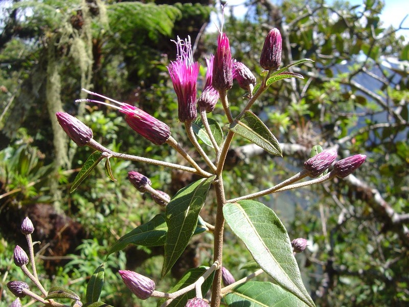 Lessingianthus laurifolius photo 3