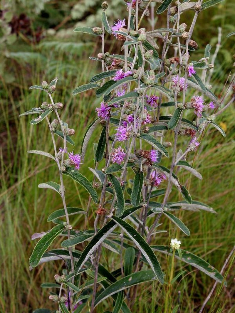 Lessingianthus ligulifolius