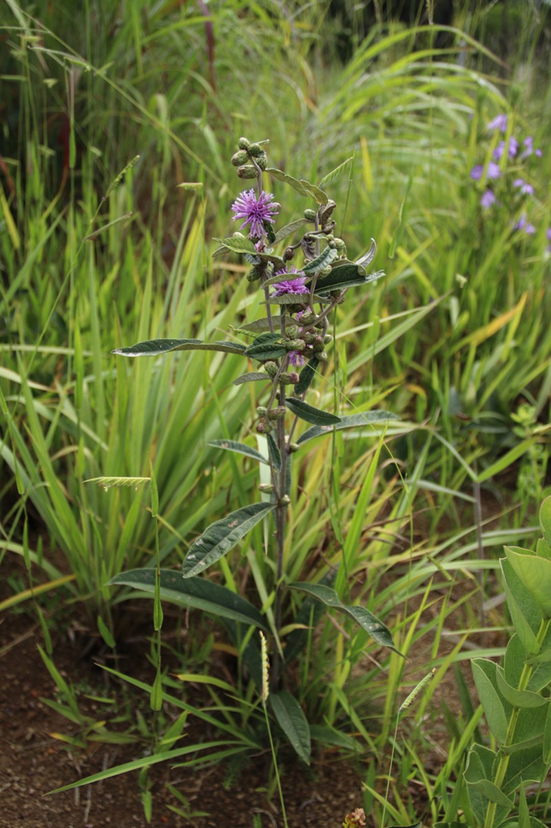 Lessingianthus ligulifolius photo 2