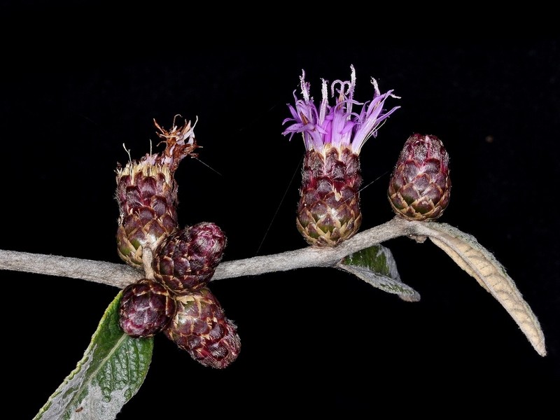 Lessingianthus ligulifolius photo 3