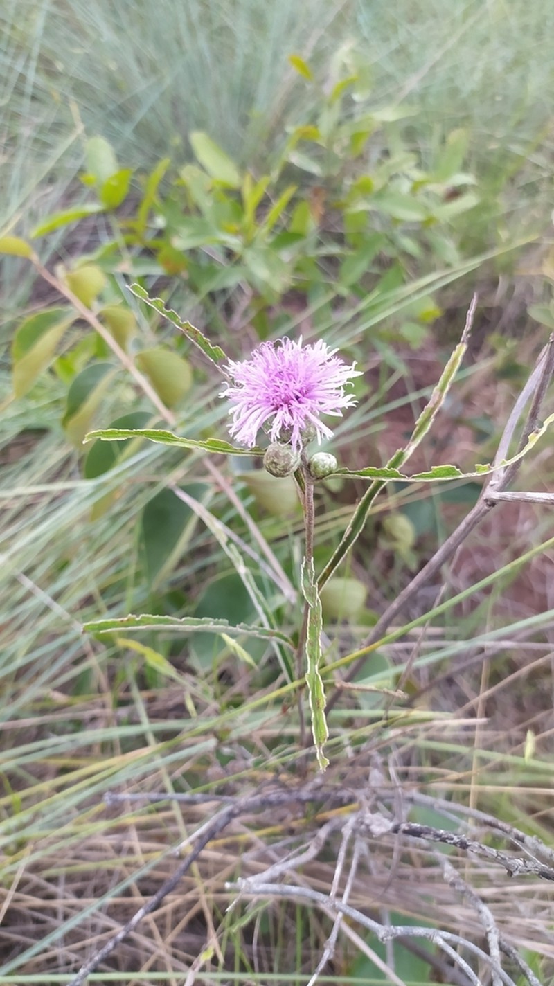 Lessingianthus ligulifolius photo 4