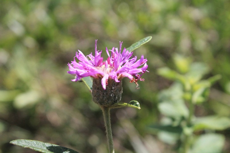 Lessingianthus ligulifolius photo 5