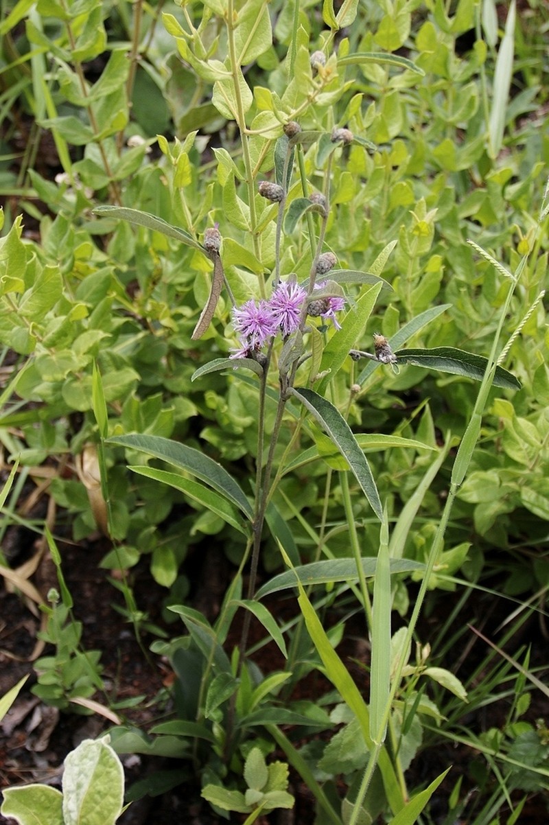 Lessingianthus ligulifolius photo 8