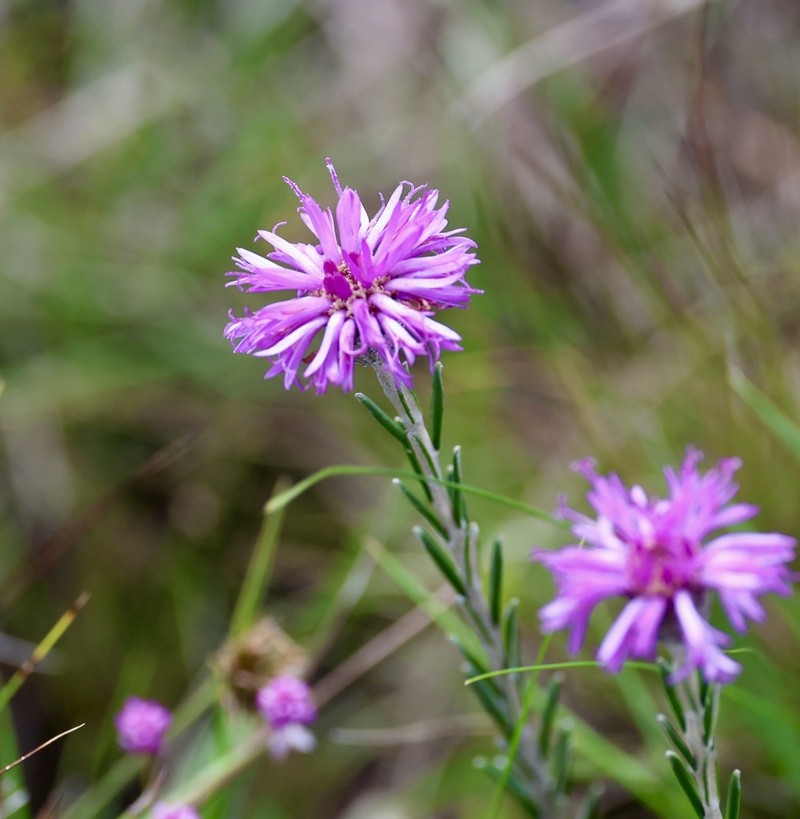 Lessingianthus linearifolius