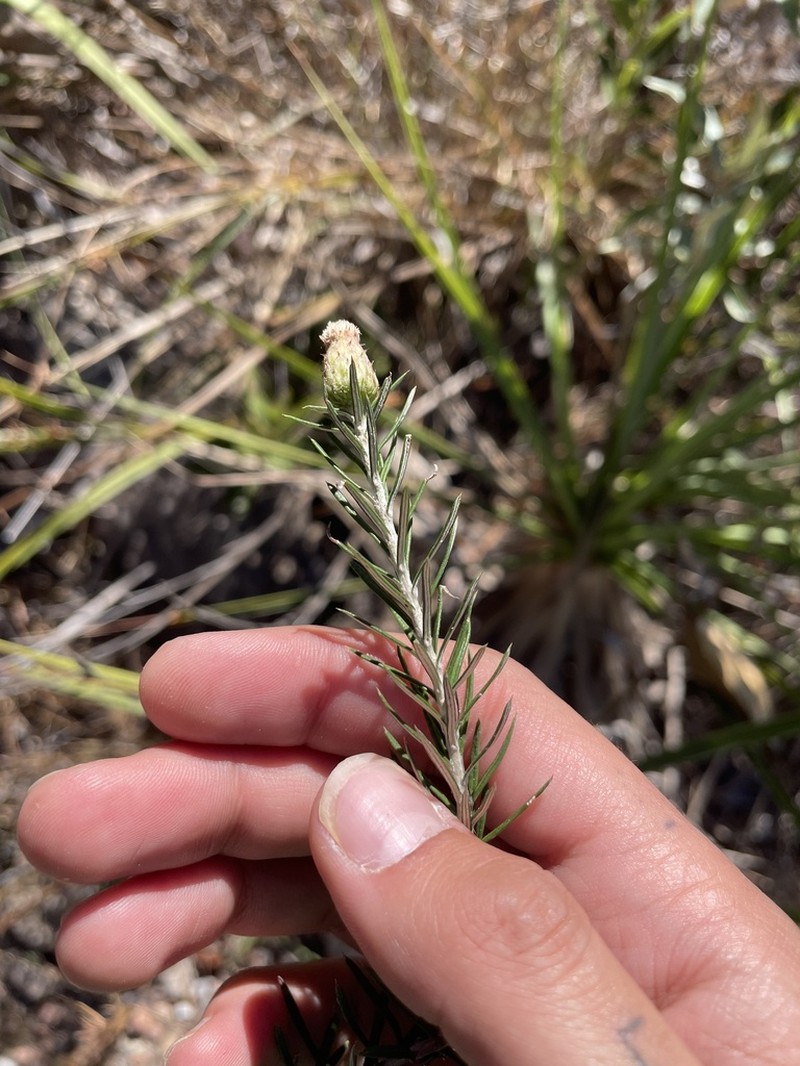 Lessingianthus linearifolius photo 2