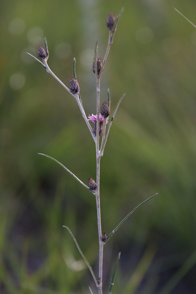 Lessingianthus linearis
