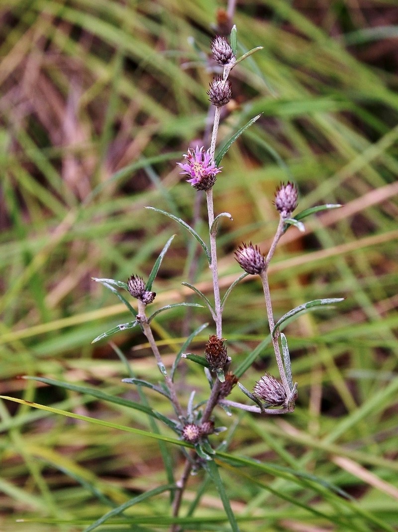 Lessingianthus linearis photo 2