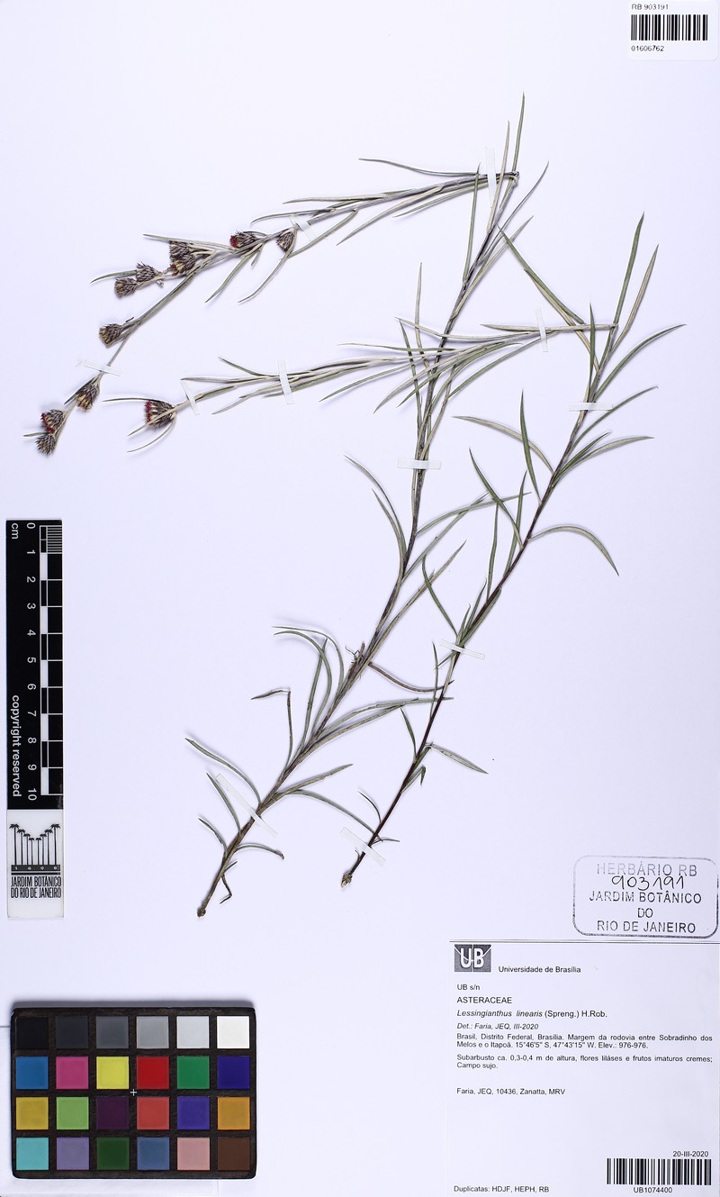 Lessingianthus linearis photo 3