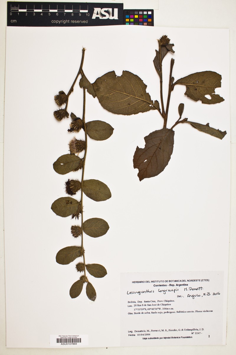 Lessingianthus longicuspis