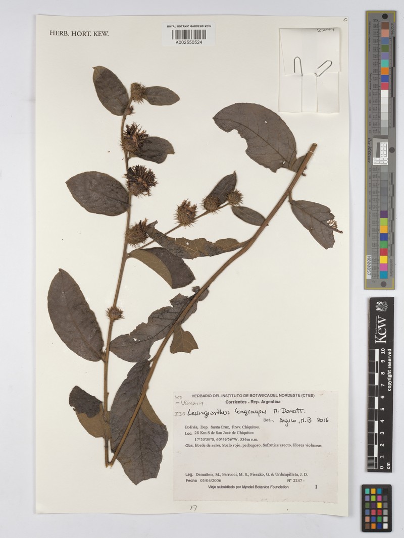 Lessingianthus longicuspis photo 2