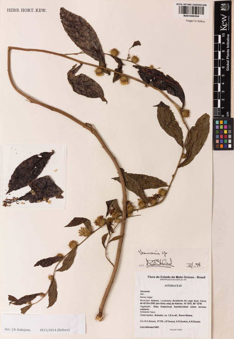 Lessingianthus longicuspis photo 3