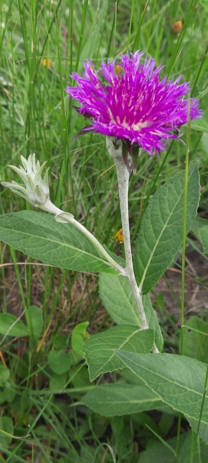 Lessingianthus lorentzii