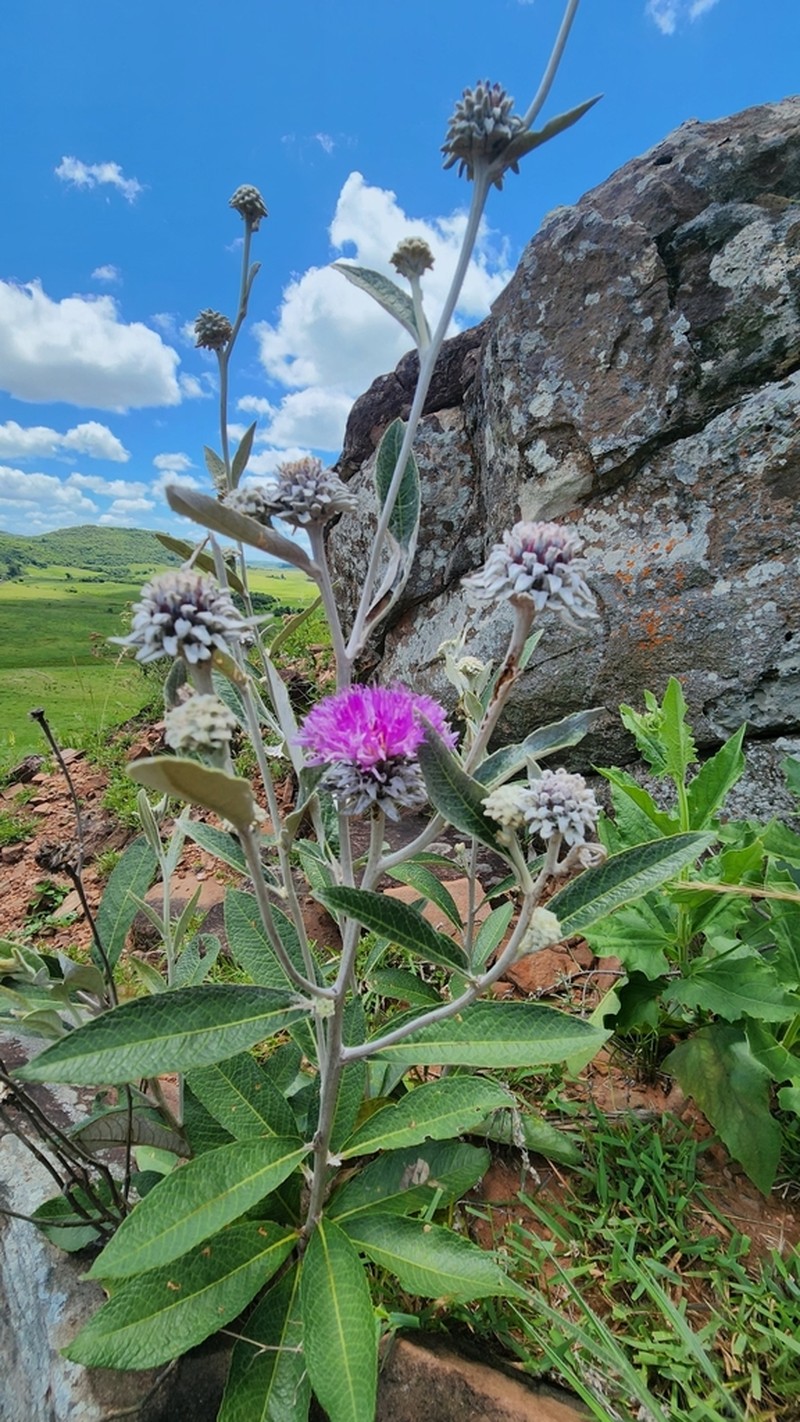 Lessingianthus macrocephalus