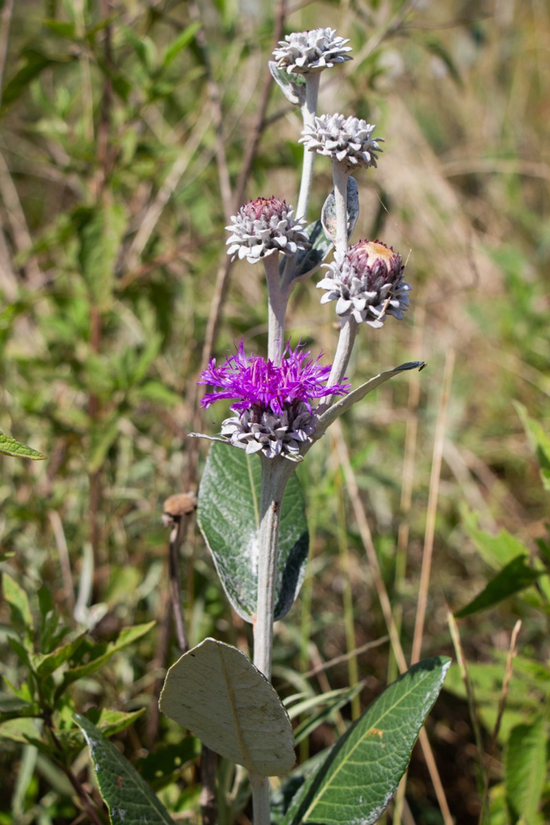 Lessingianthus macrocephalus photo 3