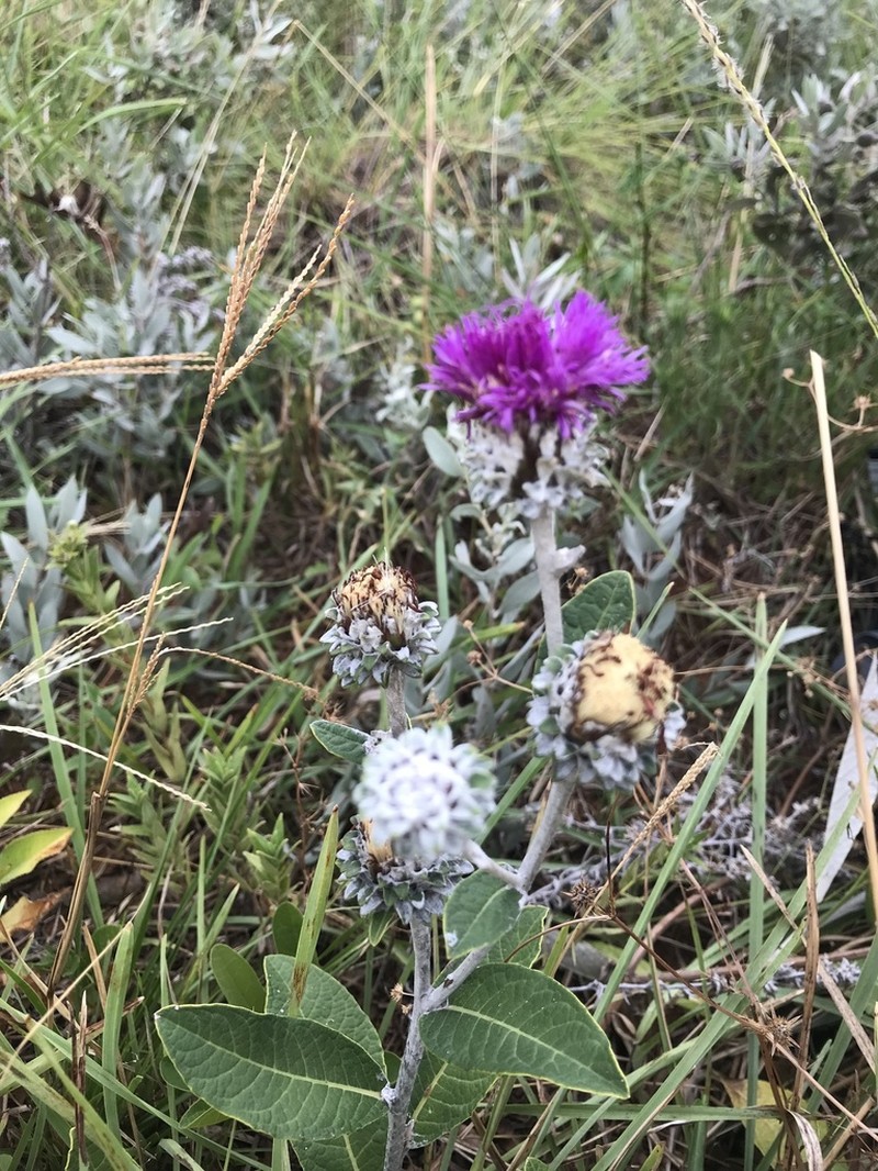 Lessingianthus macrocephalus photo 4
