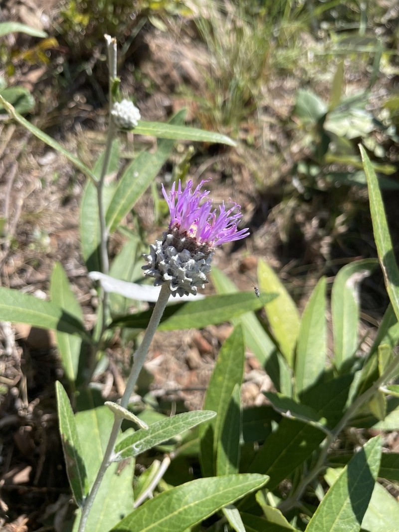 Lessingianthus macrocephalus photo 5