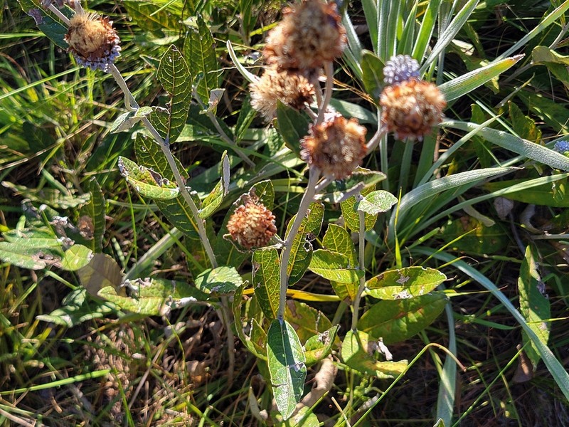 Lessingianthus macrocephalus photo 6