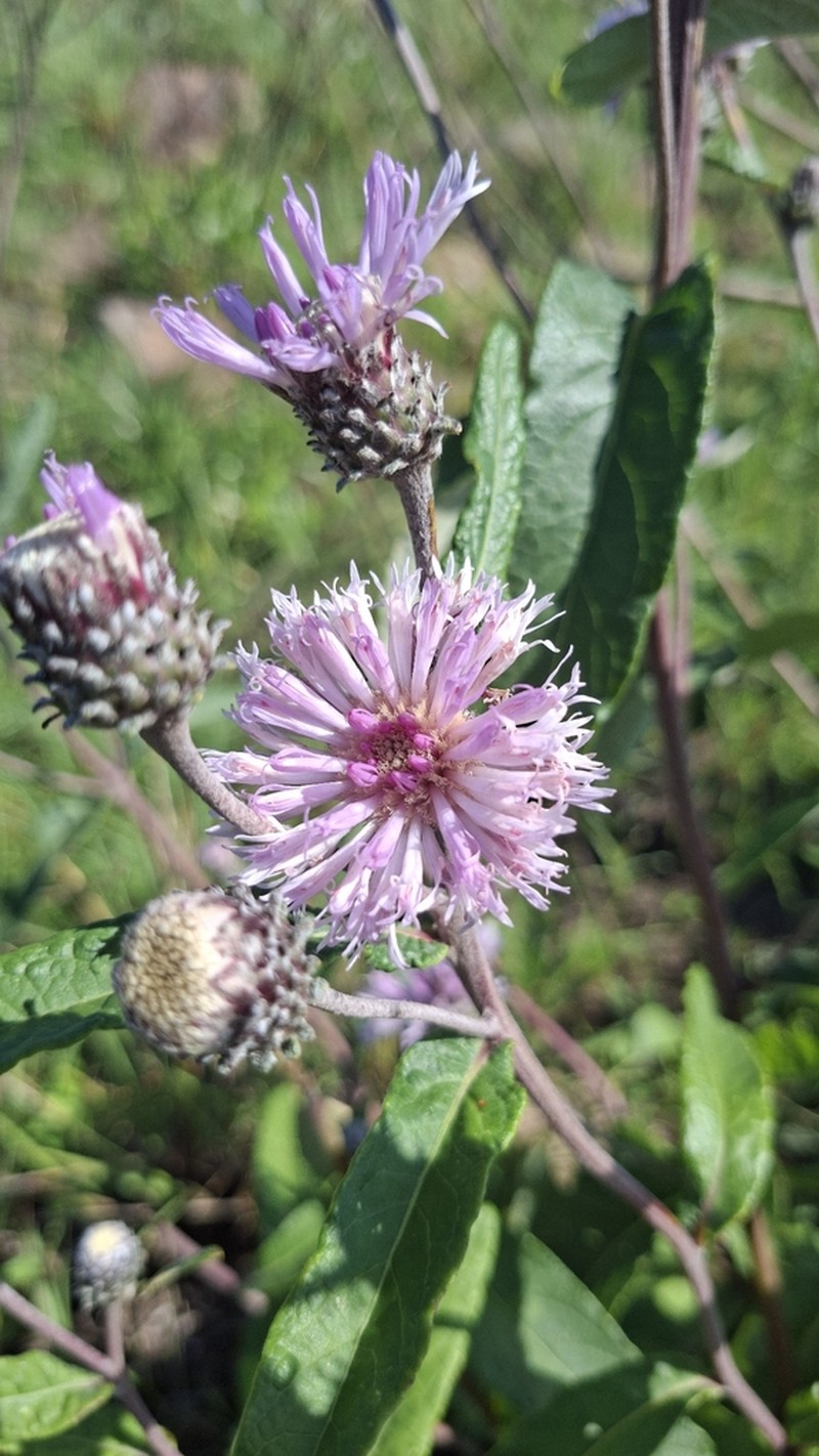 Lessingianthus macrocephalus photo 7