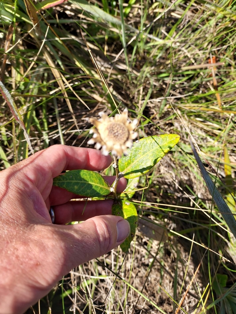 Lessingianthus macrocephalus photo 8