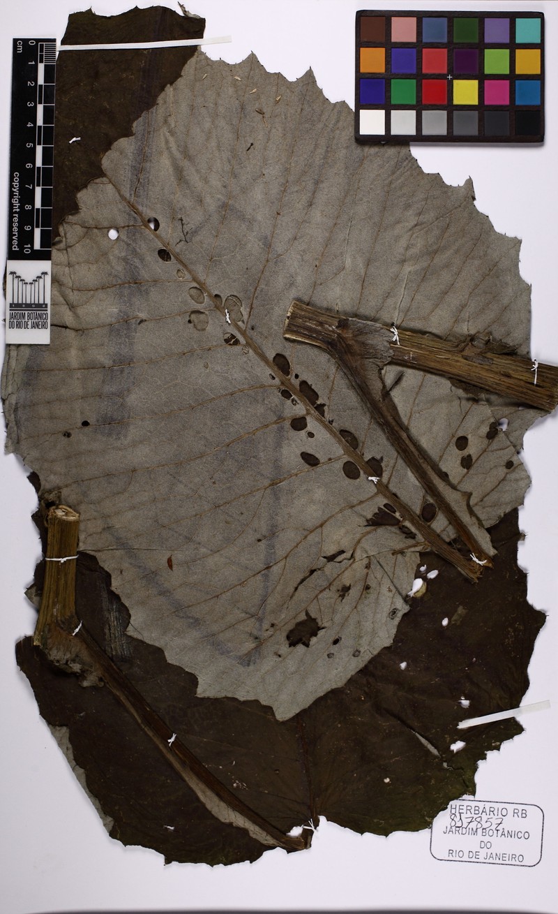 Lessingianthus macrophyllus