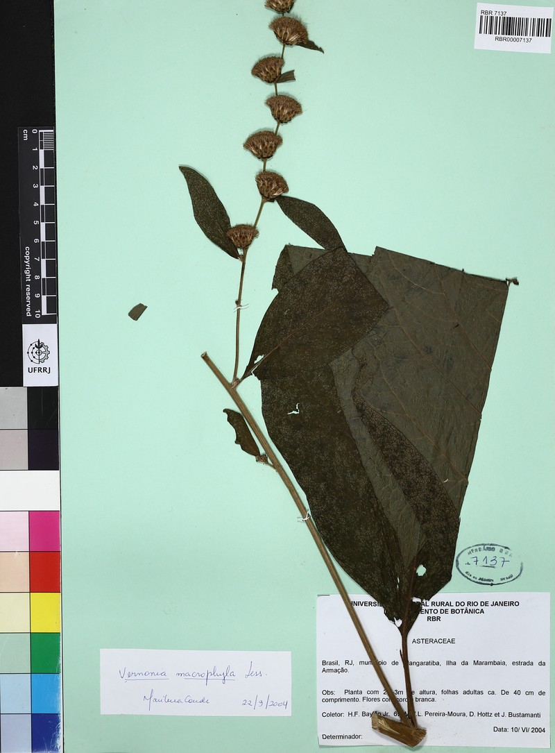 Lessingianthus macrophyllus photo 2
