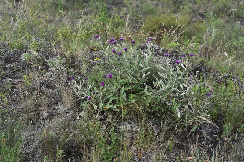 Lessingianthus magnificus photo 2