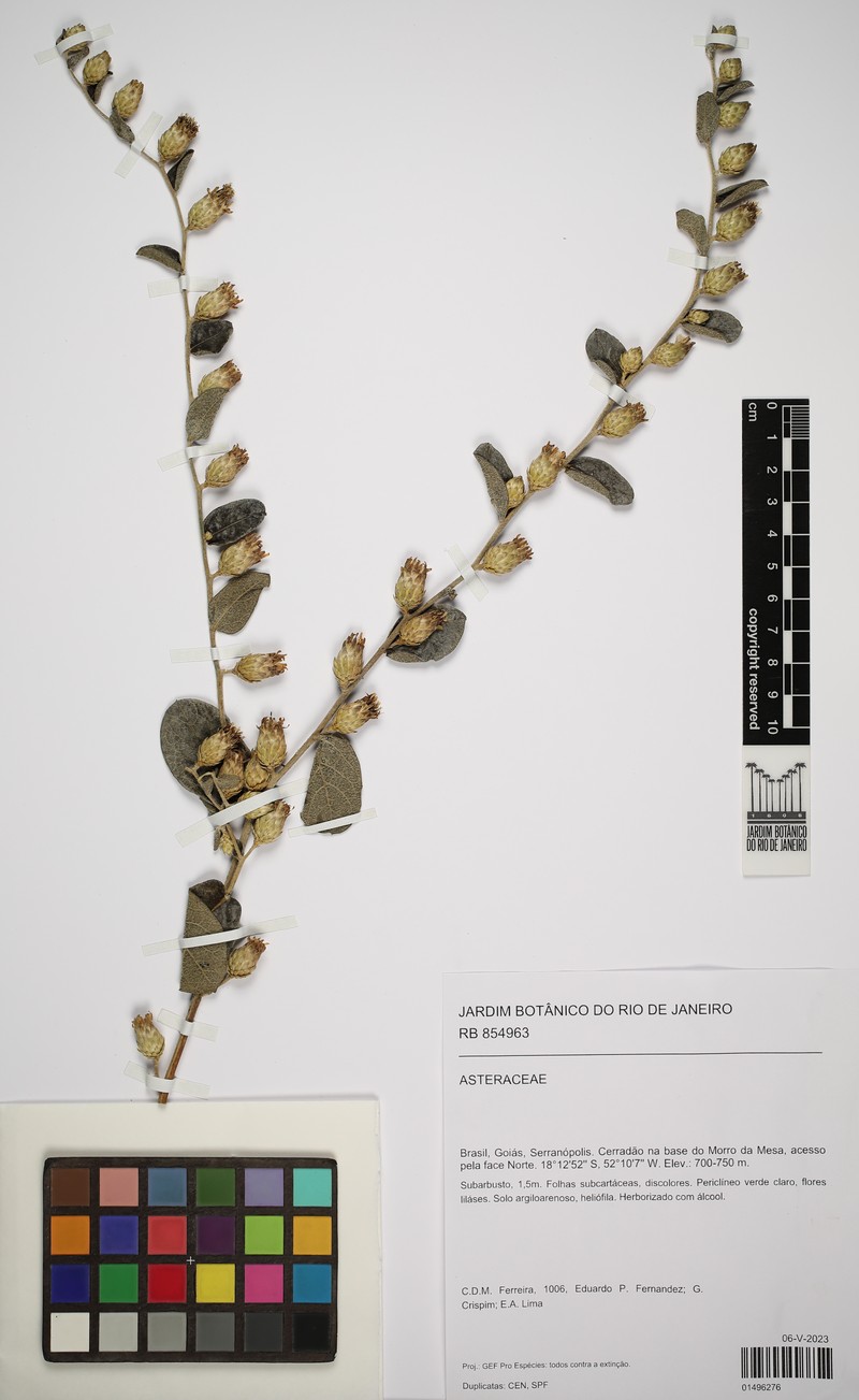 Lessingianthus mansoanus