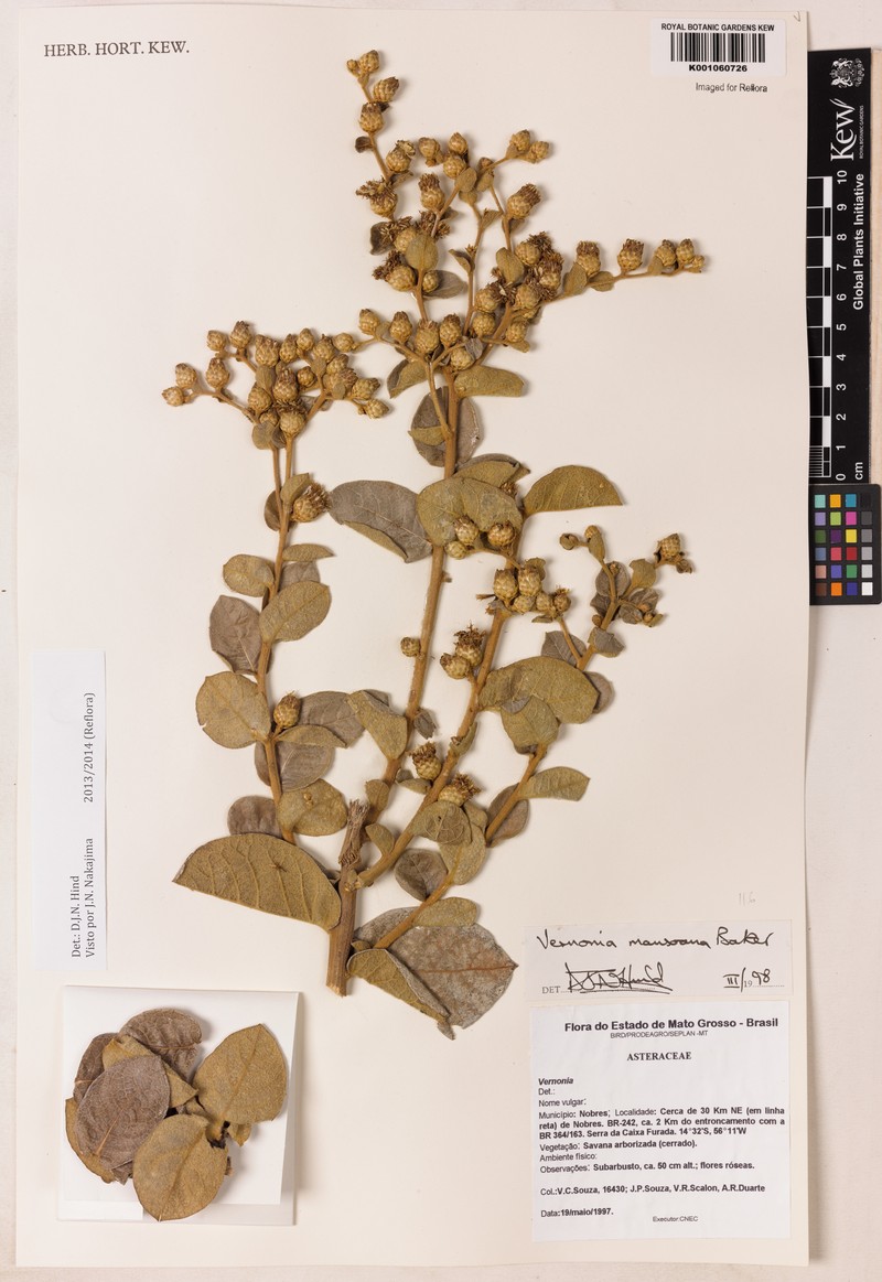 Lessingianthus mansoanus photo 2