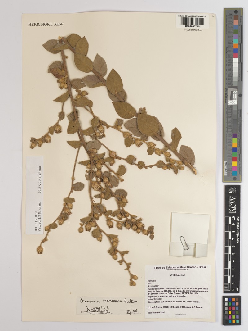 Lessingianthus mansoanus photo 3