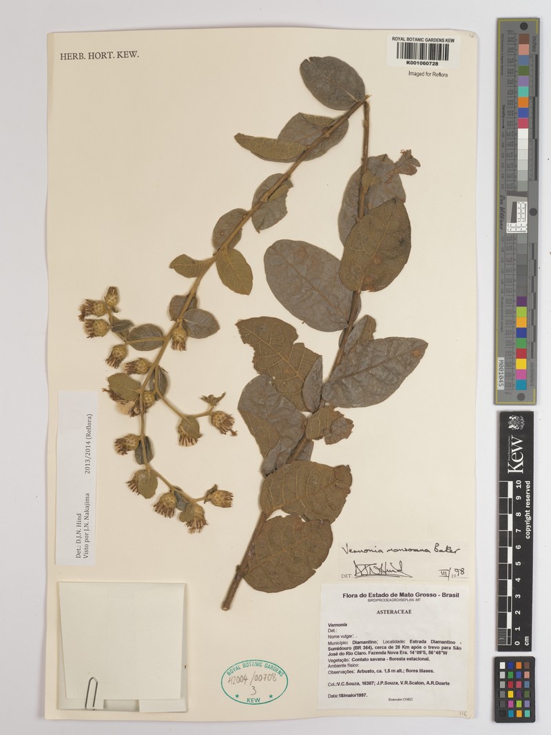 Lessingianthus mansoanus photo 4