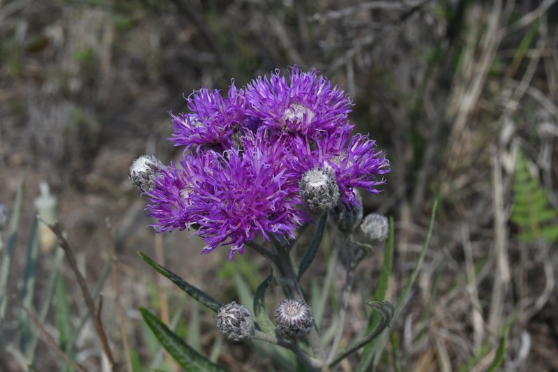 Lessingianthus mollissimus