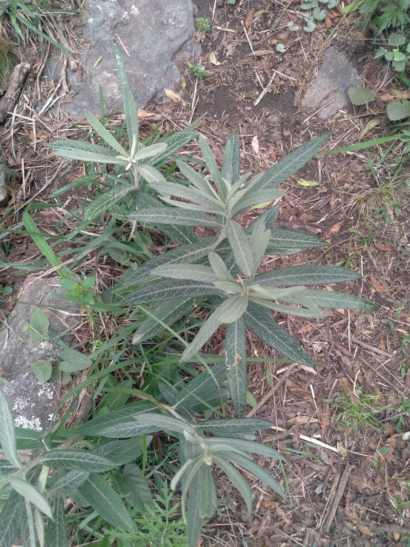 Lessingianthus mollissimus photo 2