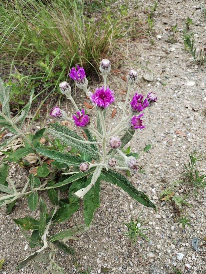 Lessingianthus mollissimus photo 3