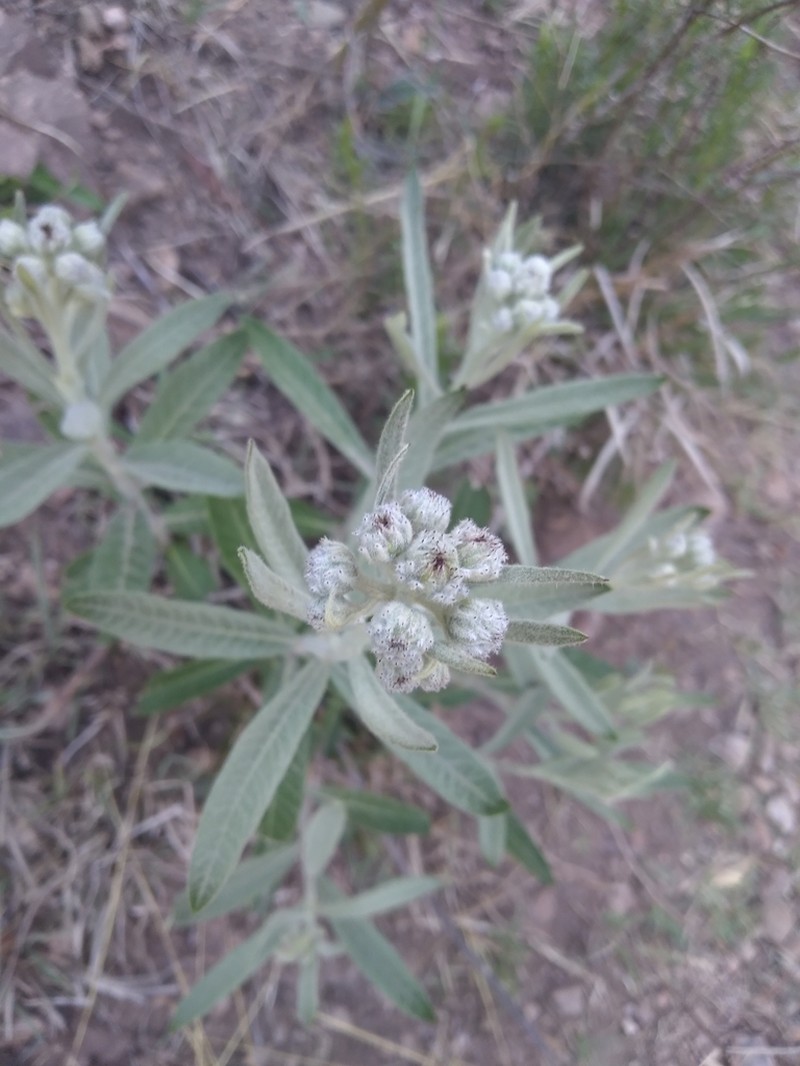 Lessingianthus mollissimus photo 4