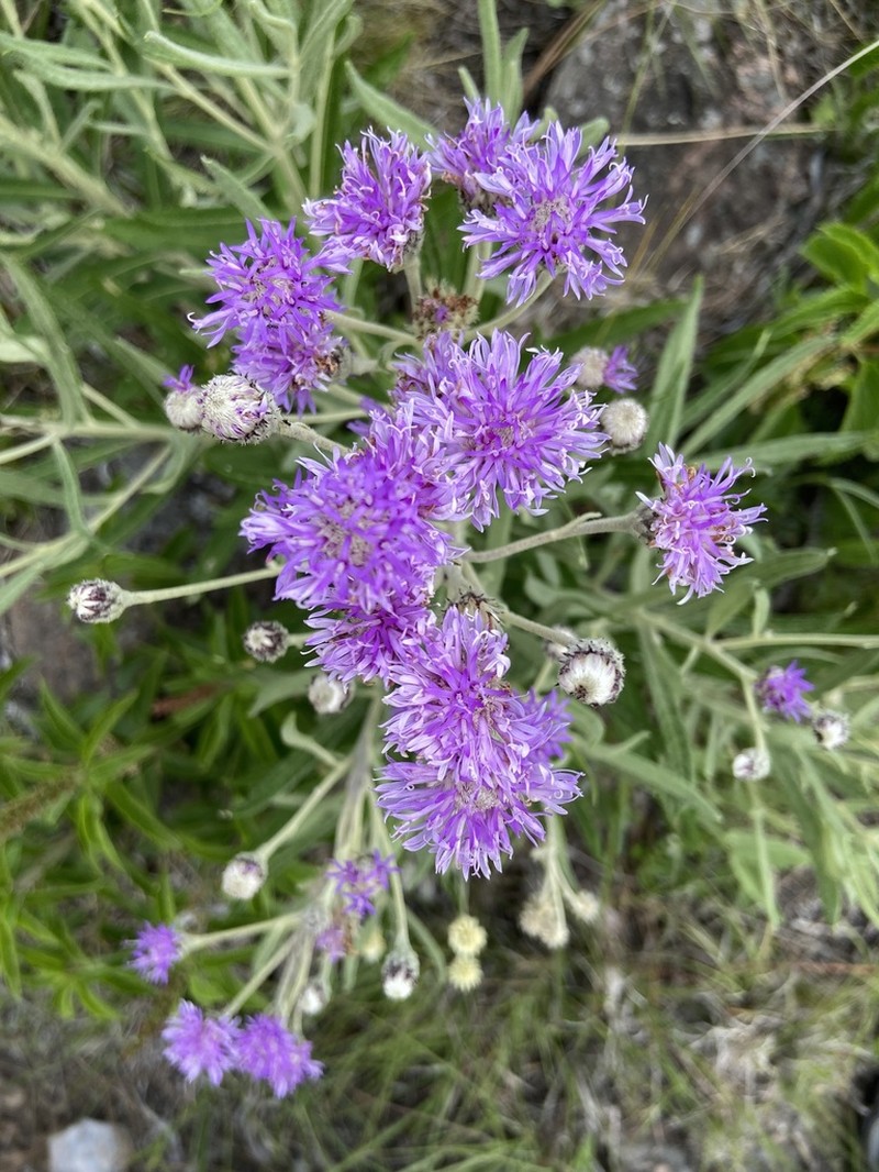 Lessingianthus mollissimus photo 5