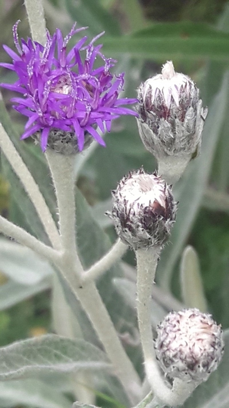 Lessingianthus mollissimus photo 6