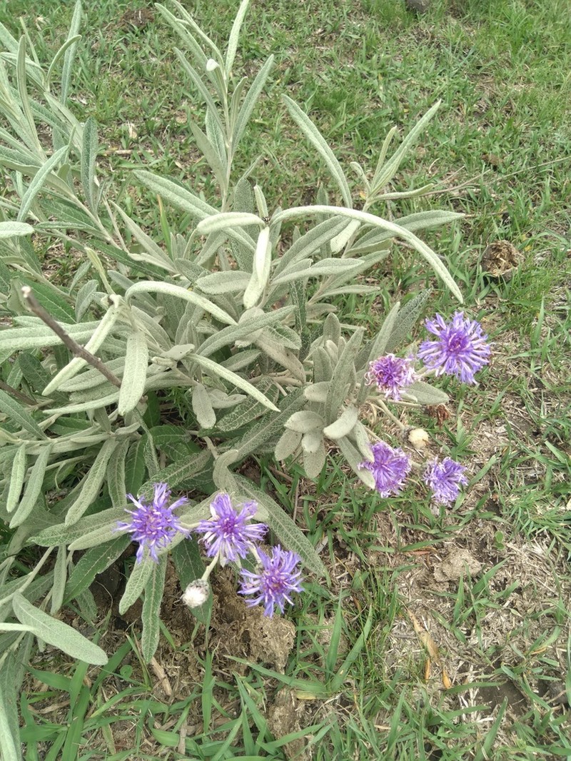 Lessingianthus mollissimus photo 7