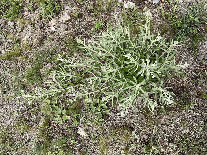 Lessingianthus mollissimus photo 8