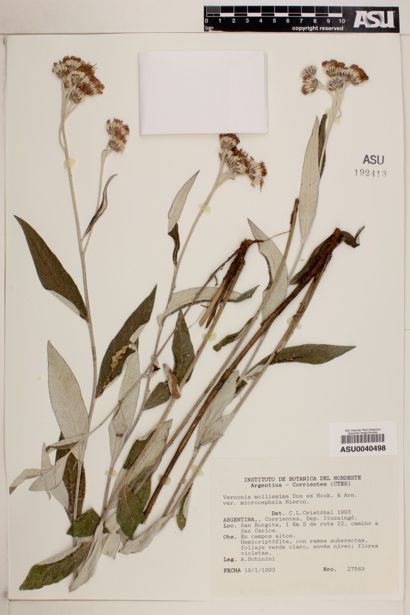 Lessingianthus mollissimus var. microcephalus